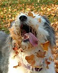 Never jump into a pile of leaves with a wet sucker